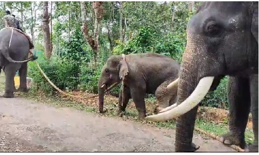 Another elephant captured in Hassan