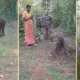Elephant Calf Mandekolu
