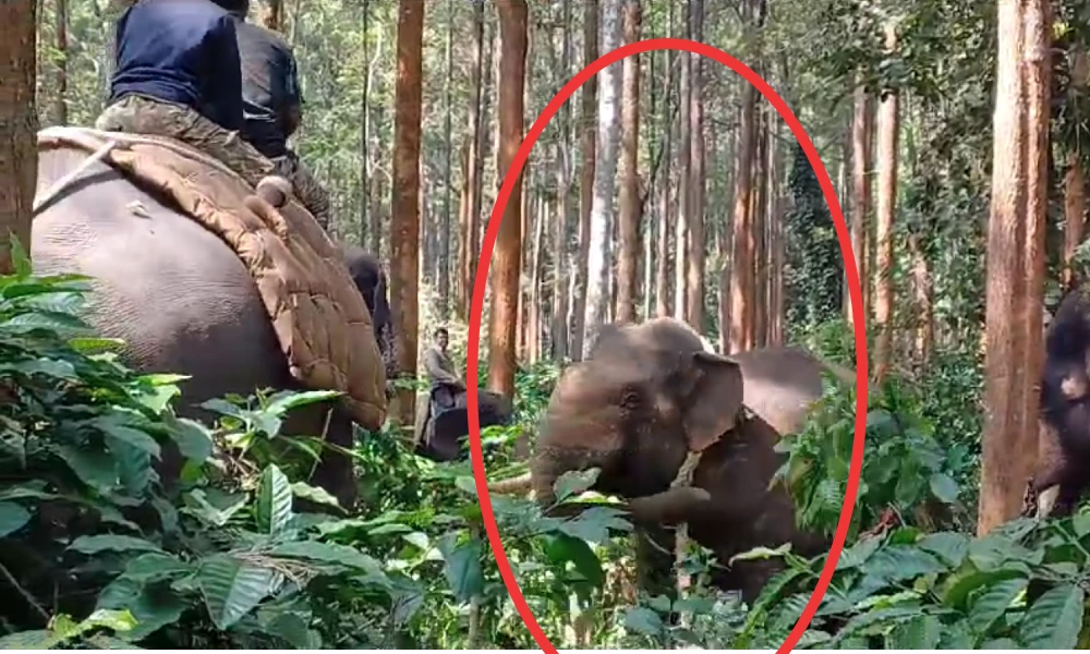 Elephant captured in Hassan