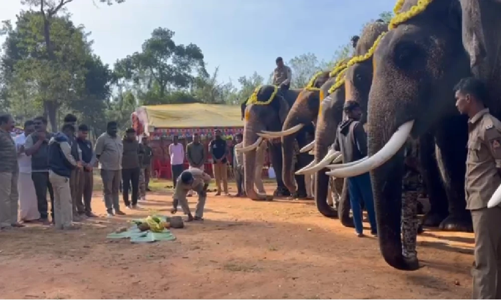 Elephant captured in Hassan