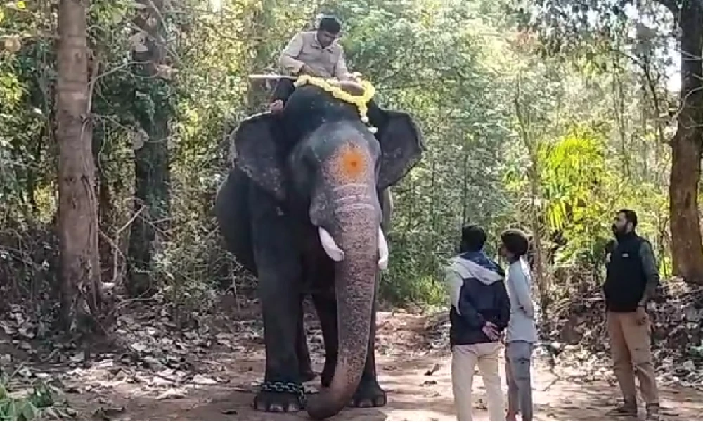 Elephant captured in Hassan