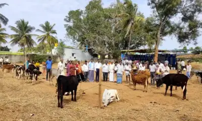 Exhibition of crossbred female calves at Koratagere
