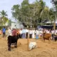 Exhibition of crossbred female calves at Koratagere