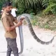 King Cobra found in Heggarani village