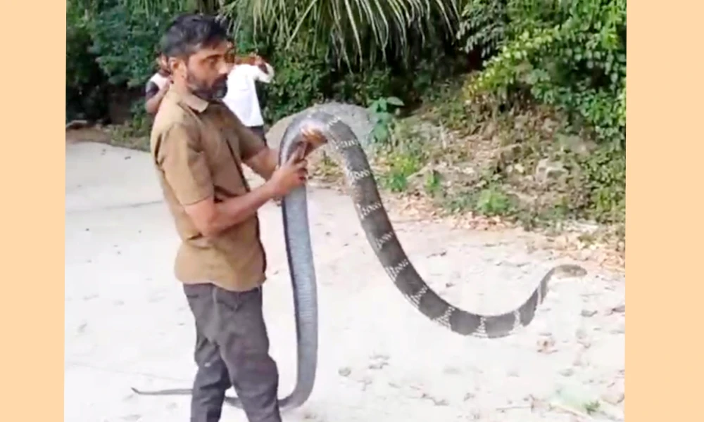 King Cobra found in Heggarani village