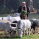 Narendra Modi Feeds Cows