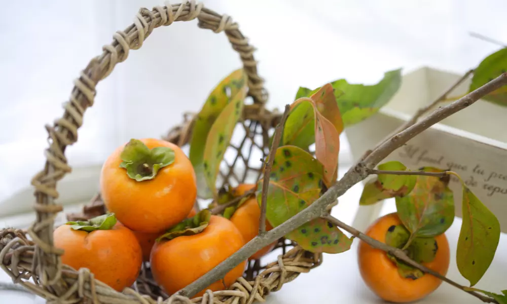 Persimmon benefits