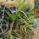 Goods vehicle collides with bike Government school teacher dies
