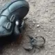 Scorpion found in school shoe udupi