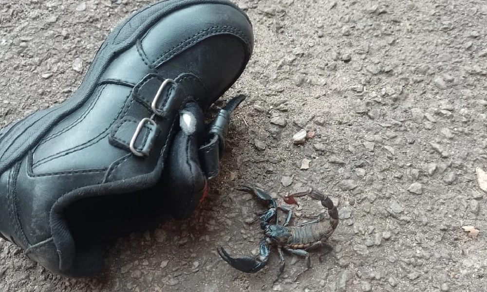 Scorpion found in school shoe udupi