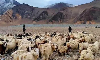 China army stun to the threat of Indian shepherds, Viral Video