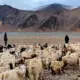 China army stun to the threat of Indian shepherds, Viral Video