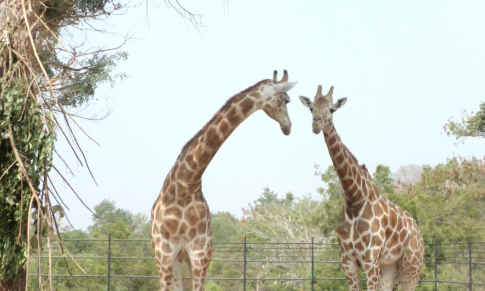 Hampi festival on February 2 3 and 4  pairs of giraffes arrives at Hampi Zoo