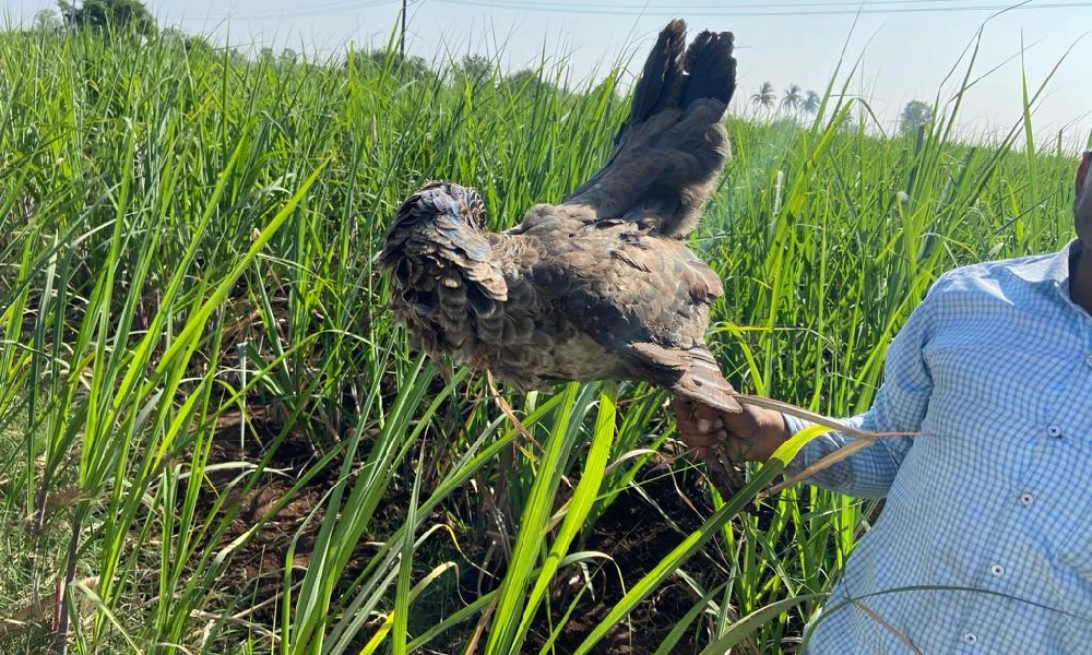 two people killed peacocks for meat