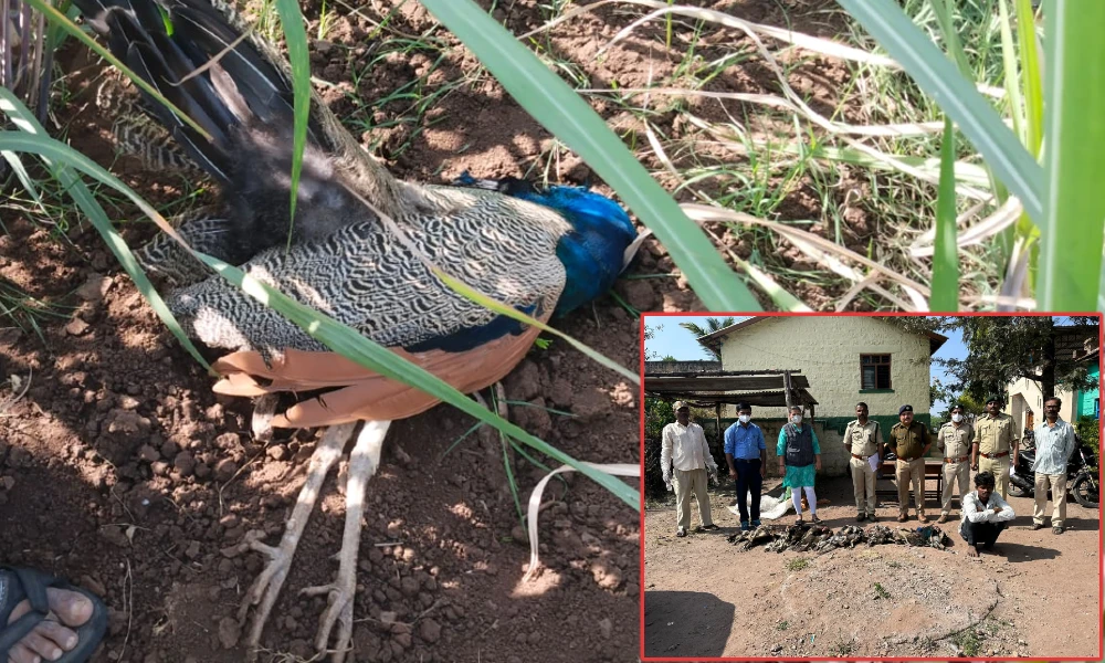 two people killed peacocks for meat