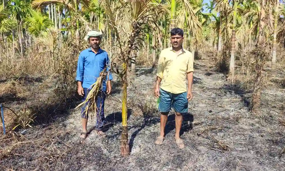Accidental fire in a arecanut plantation in Bhashi village