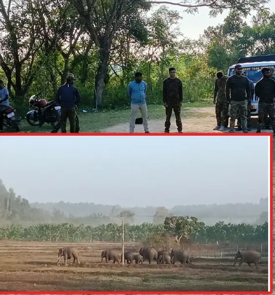 Beetamma gang elephant attack Toranamavu village