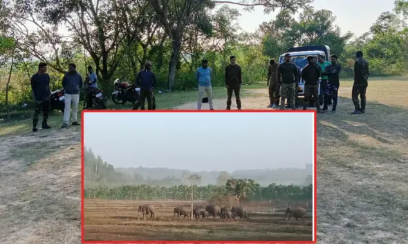 Beetamma gang elephant attack Toranamavu village