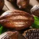 Benefits Of Cocoa