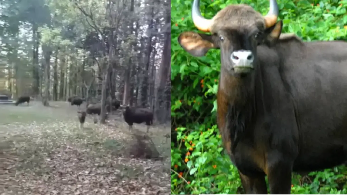 Bison Menace Chikkamagaluru