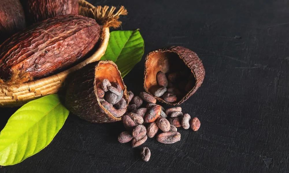 Dried Cocoa and Cocoa Beans