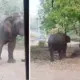 Elephant Attack Tata Estate
