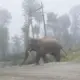 Elephant attacks in Kodagu Chamarajanagar Hassan