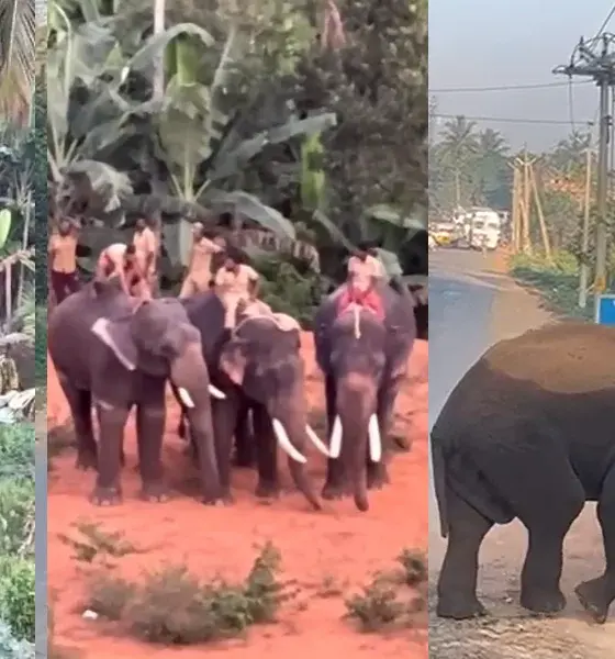 Elephant Death in Bandipur camp