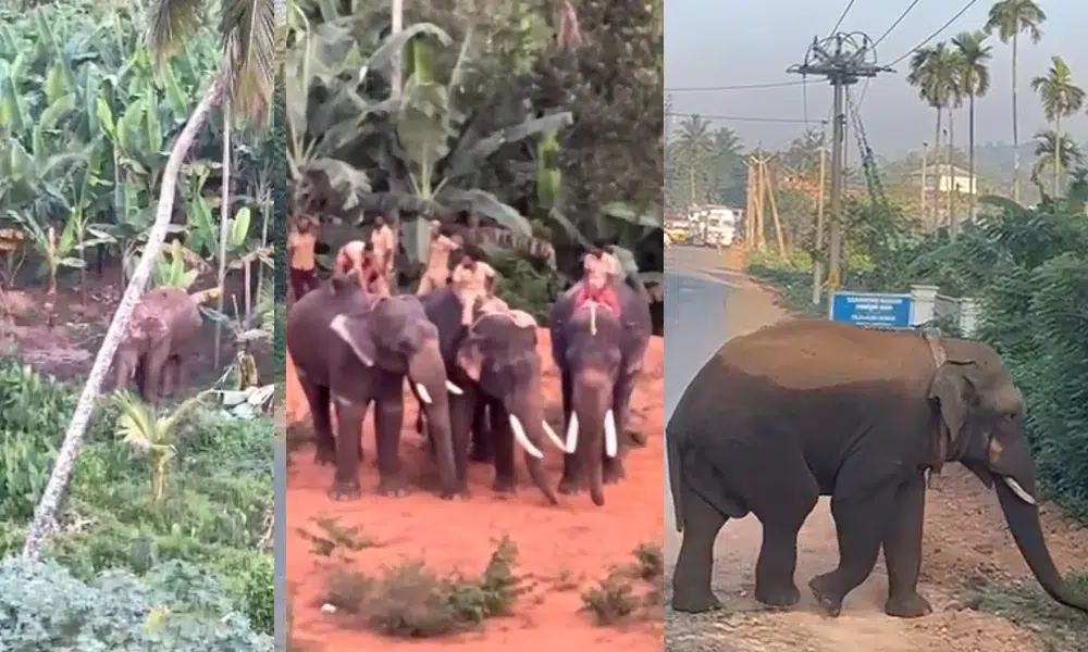 Elephant Death in Bandipur camp