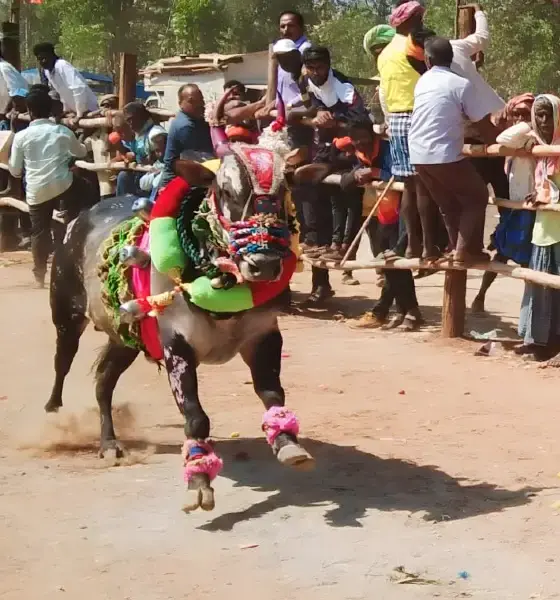 Hori festival in chikkamakoppa village, soraba taluk