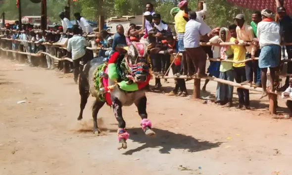 Hori festival in chikkamakoppa village, soraba taluk