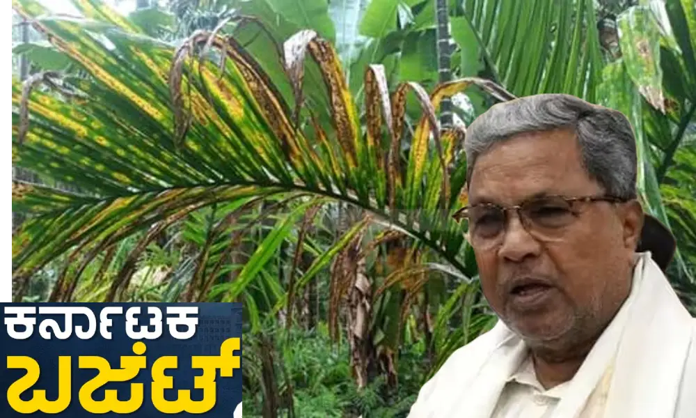 Karnataka budget 2024 Leaf spot desease