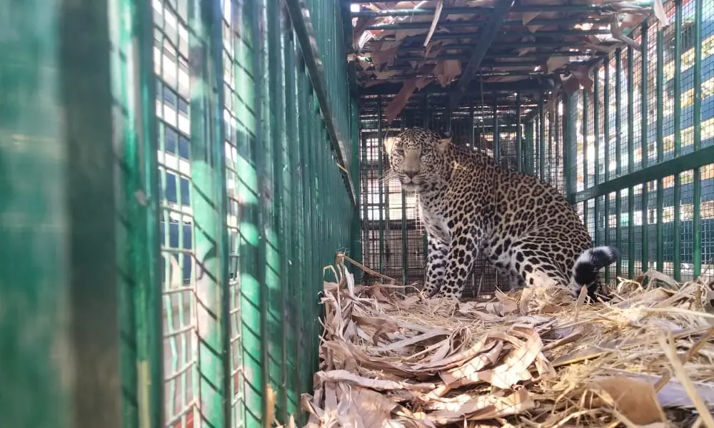 Leopard Rescued in Mysore