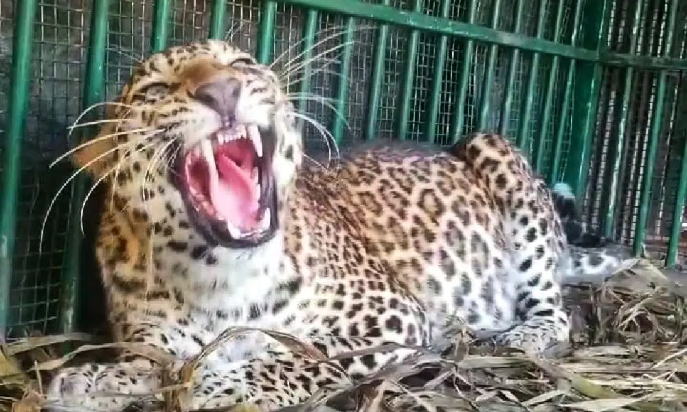 Leopard-attack-Mysore