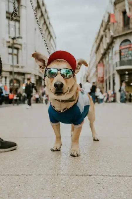 Let the selection of dog's cap and hat be like this