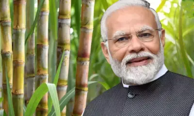 PM narendra modi sugarcane
