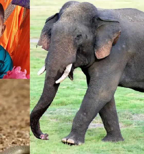 Boy dies of snakebite in Kalaburagi Farmer killed in wild elephant attack in Kanakapura