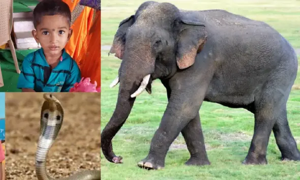 Boy dies of snakebite in Kalaburagi Farmer killed in wild elephant attack in Kanakapura