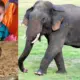 Boy dies of snakebite in Kalaburagi Farmer killed in wild elephant attack in Kanakapura