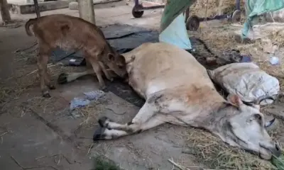 Tiger attack on cow
