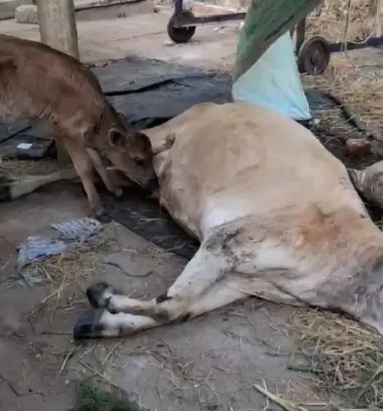 Tiger attack on cow