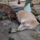 Tiger attack on cow