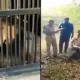 Viral News, Man jumped in lion enclosure and ended in death