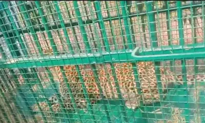leopard fell into a cage in Surigenahalli