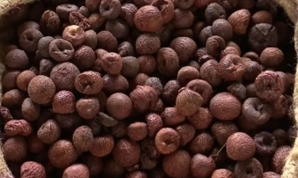 Areca nuts image