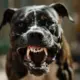 Ban on Dogs pitbull terrier