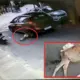 Bengaluru News Animals Assault