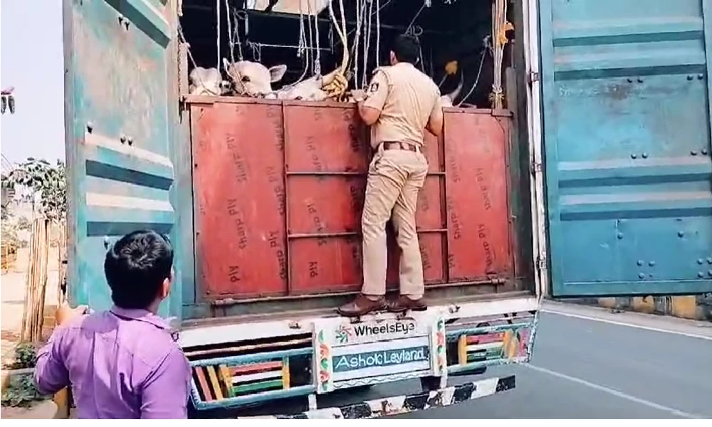 Protection of cows being illegally transported to slaughter houses