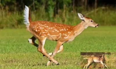 Deer attacked in Mysore