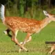 Deer attacked in Mysore